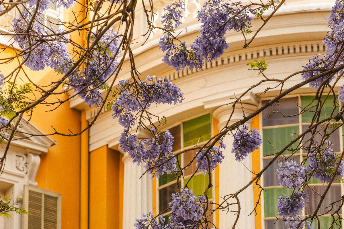 Belle Époque façade with ochre shutters in Nice with branches of purple jacaranda in bloom
